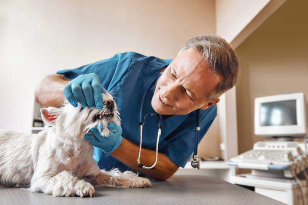 Best Pediatric Emergency Dentist in Coulee Dam, WA